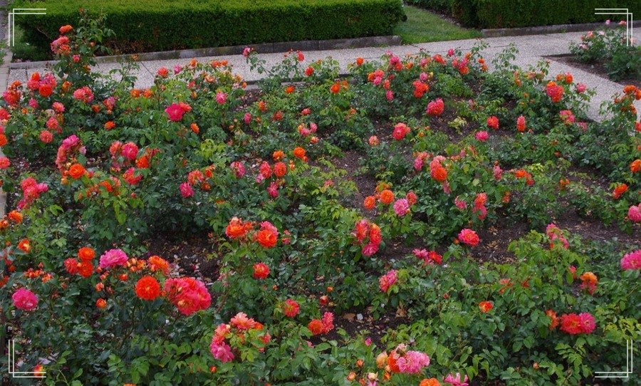 Gebruder Grimm róże rabatowe 